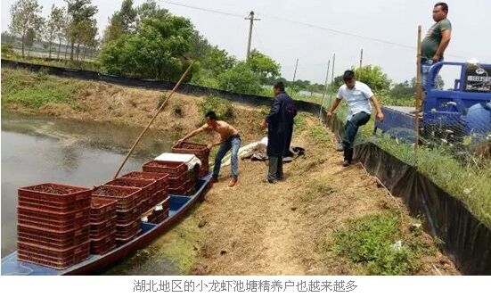 3,虾蟹混养   虾蟹混养与池塘精养最大的区别在于,前者是小龙虾